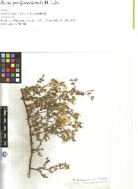 Rosa multiflora image