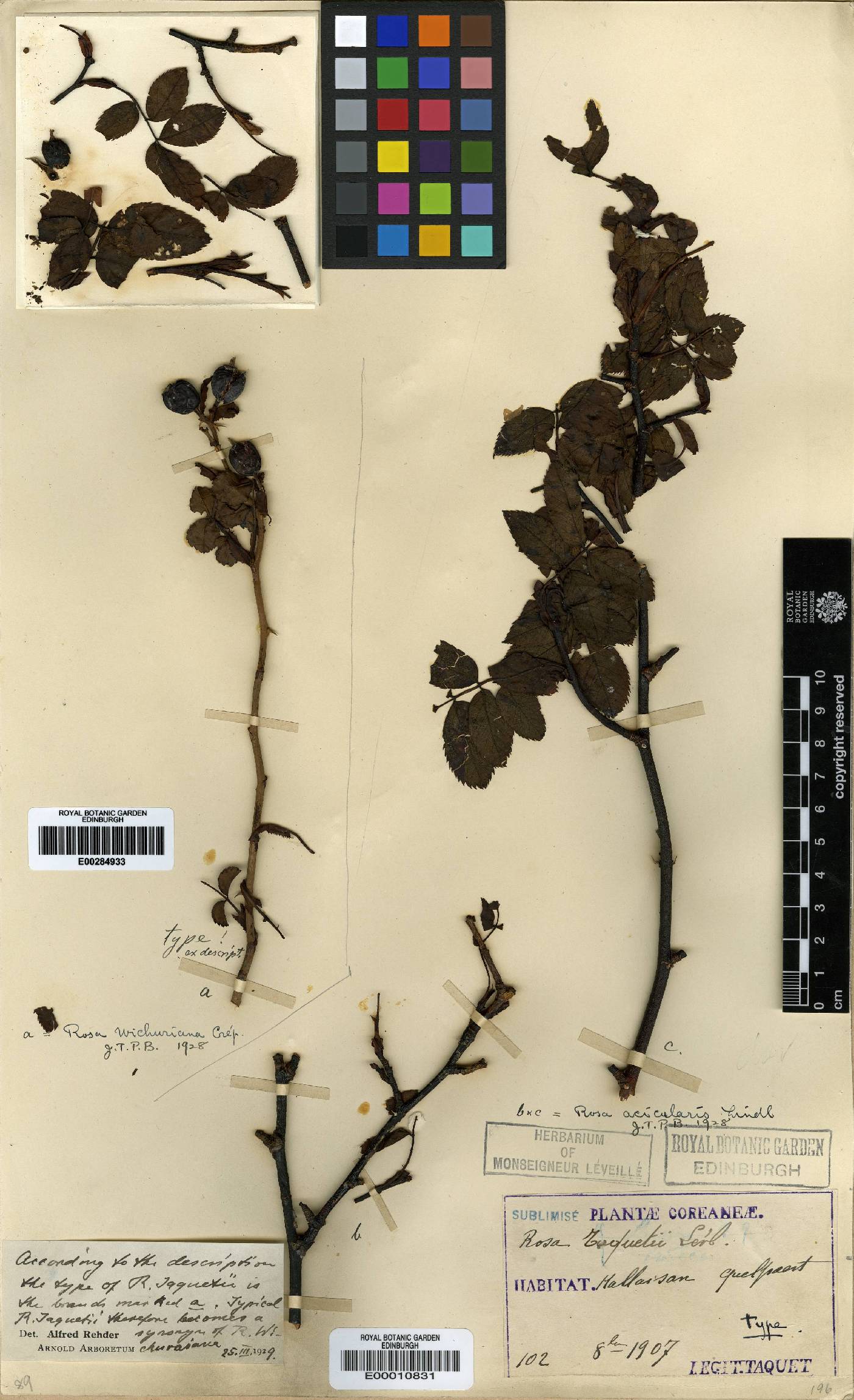 Rosa luciae image