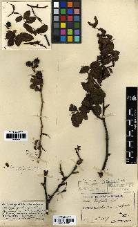 Rosa acicularis image