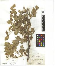 Image of Rubus crataegifolius