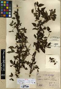Image of Rubus croceacanthus
