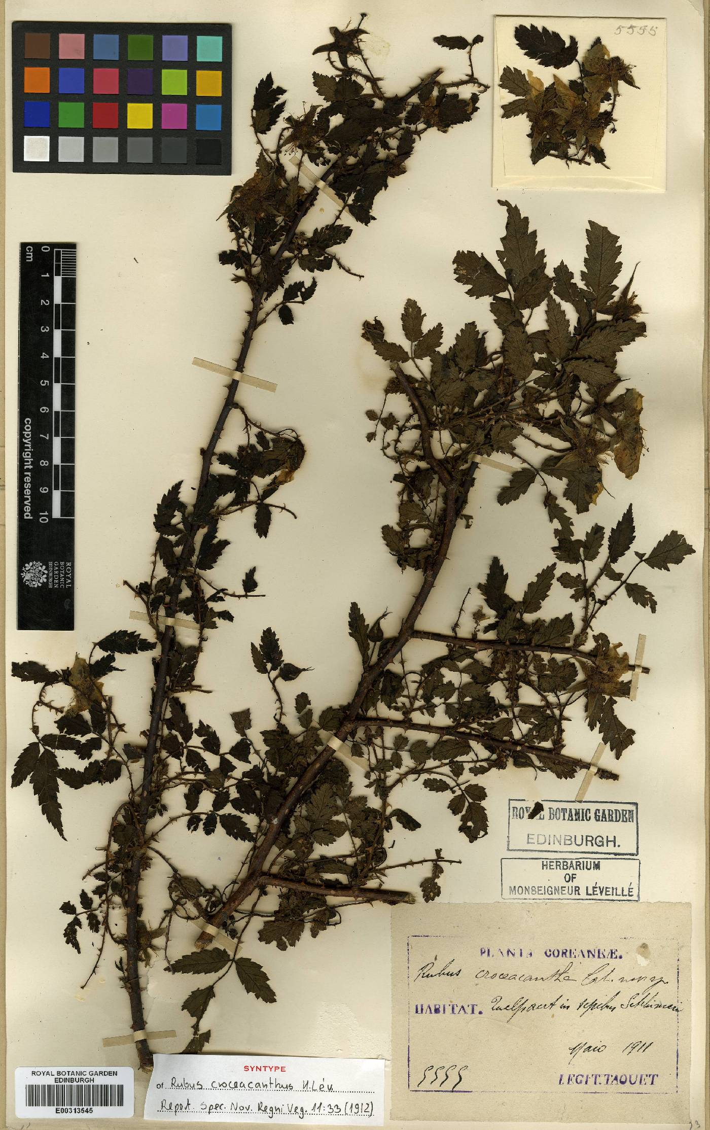 Rubus croceacanthus image