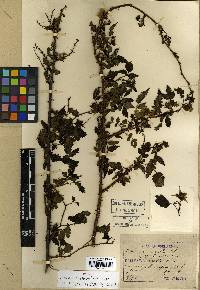 Rubus croceacanthus image