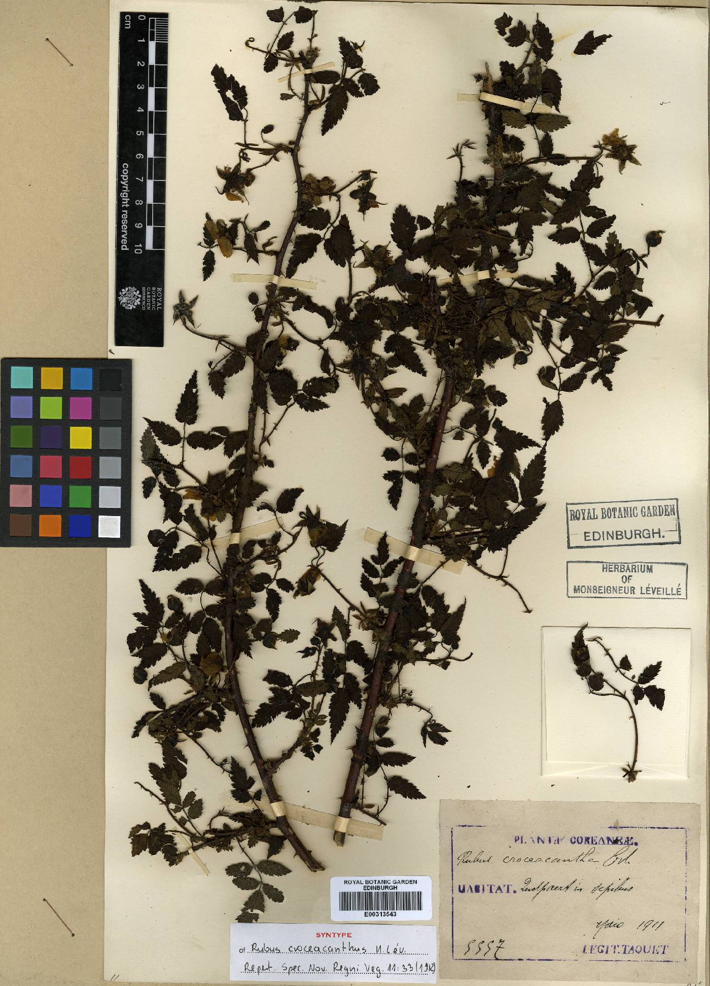 Rubus croceacanthus image