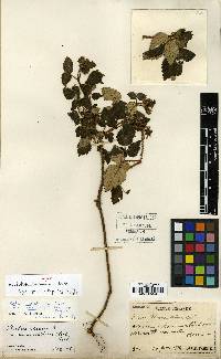 Rubus idaeus image