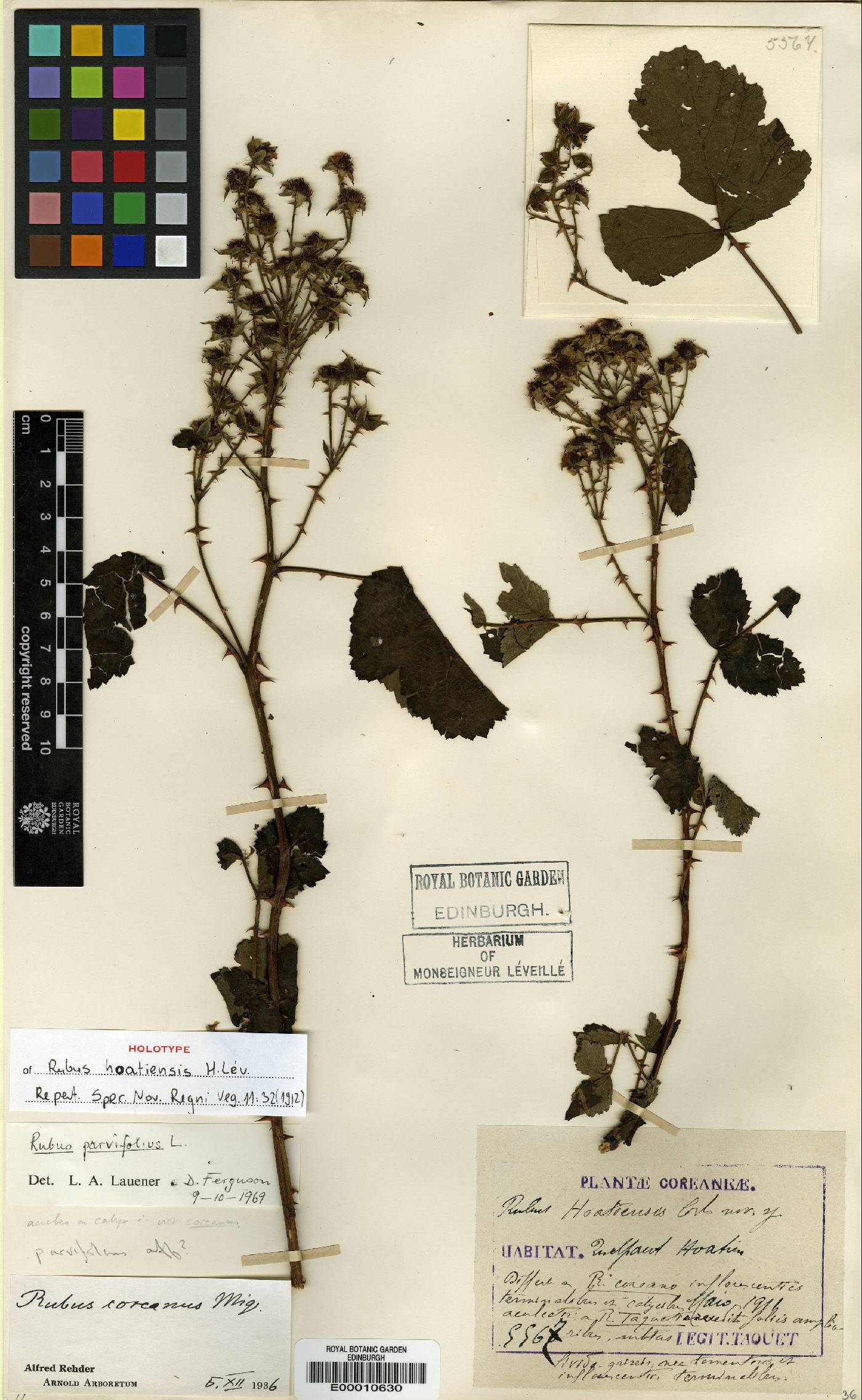 Rubus parvifolius image
