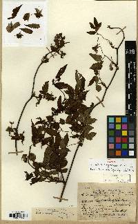 Rubus pungens image