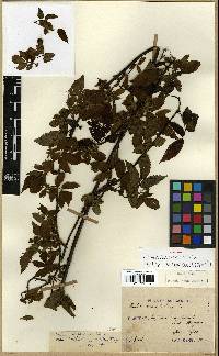 Rubus pungens image