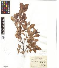Salix gracilistyla image