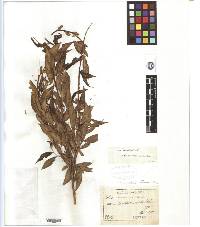 Salix pierotii image