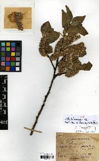 Salix caprea image