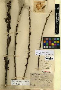 Salix pierotii image