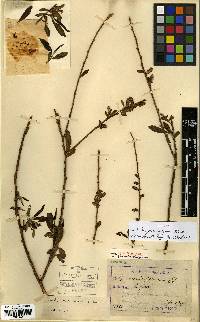 Salix pierotii image