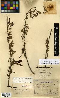 Salix babylonica image