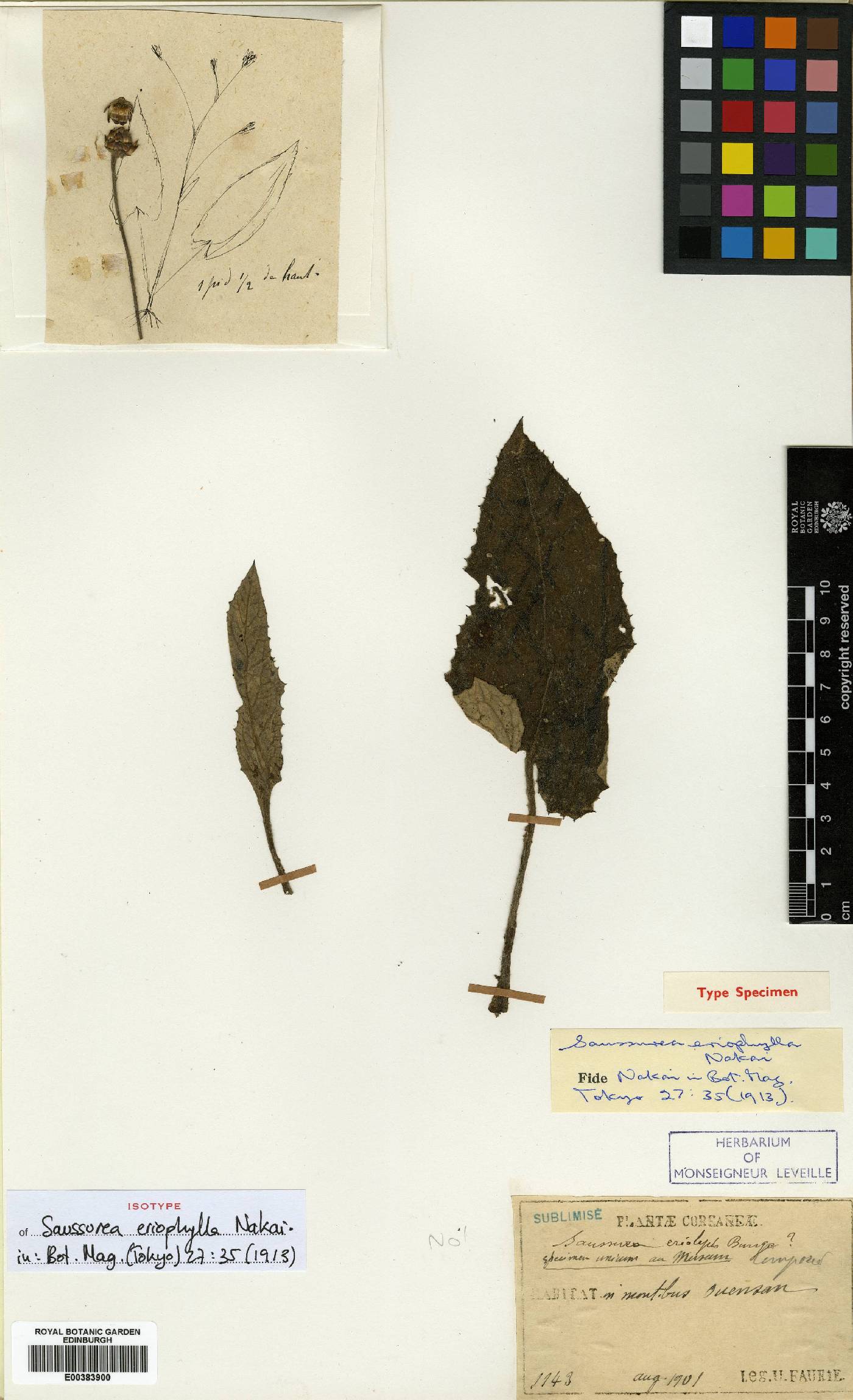 Saussurea eriophylla image