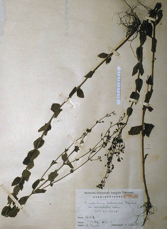 Scrophularia kakudensis image