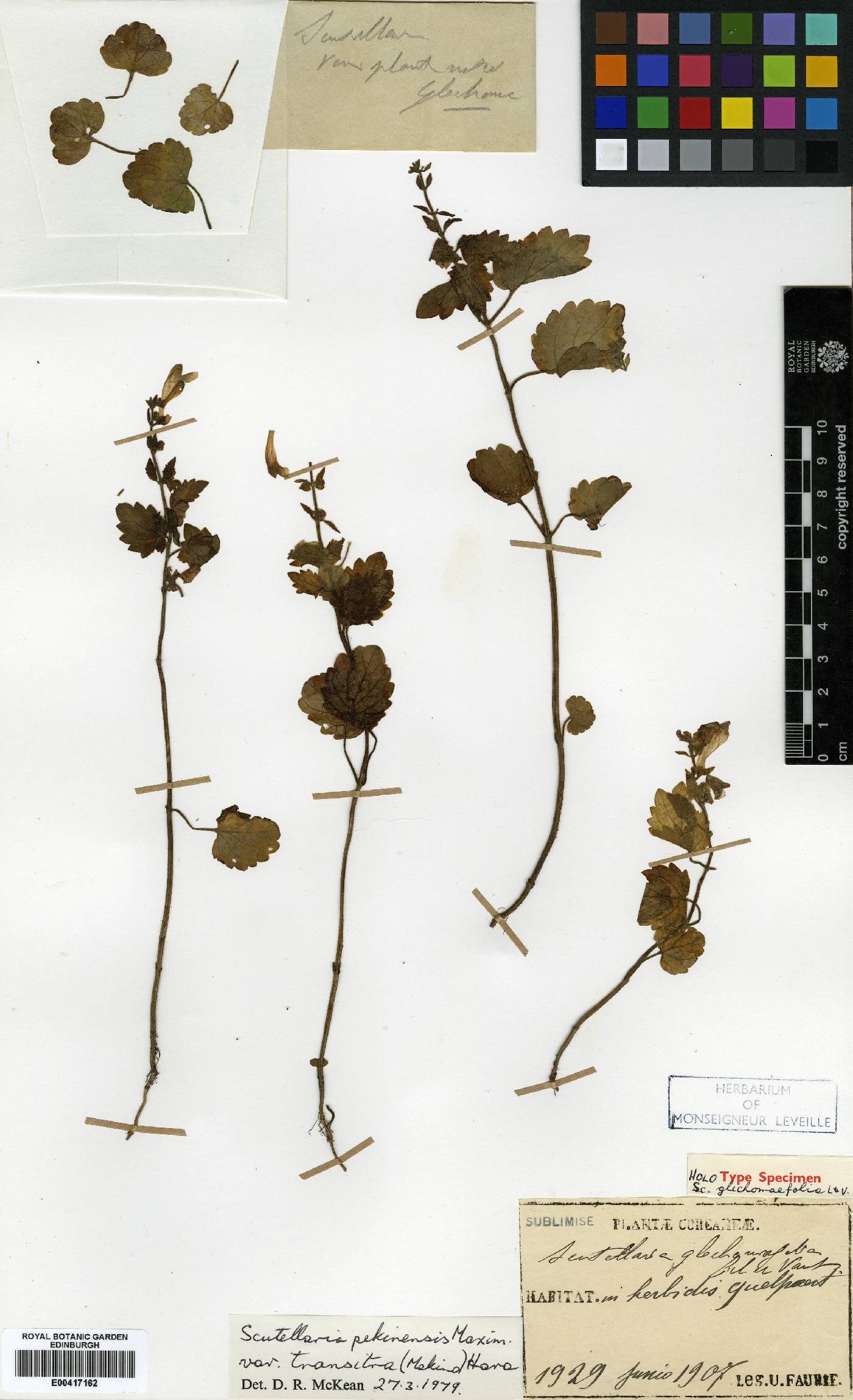 Scutellaria pekinensis image