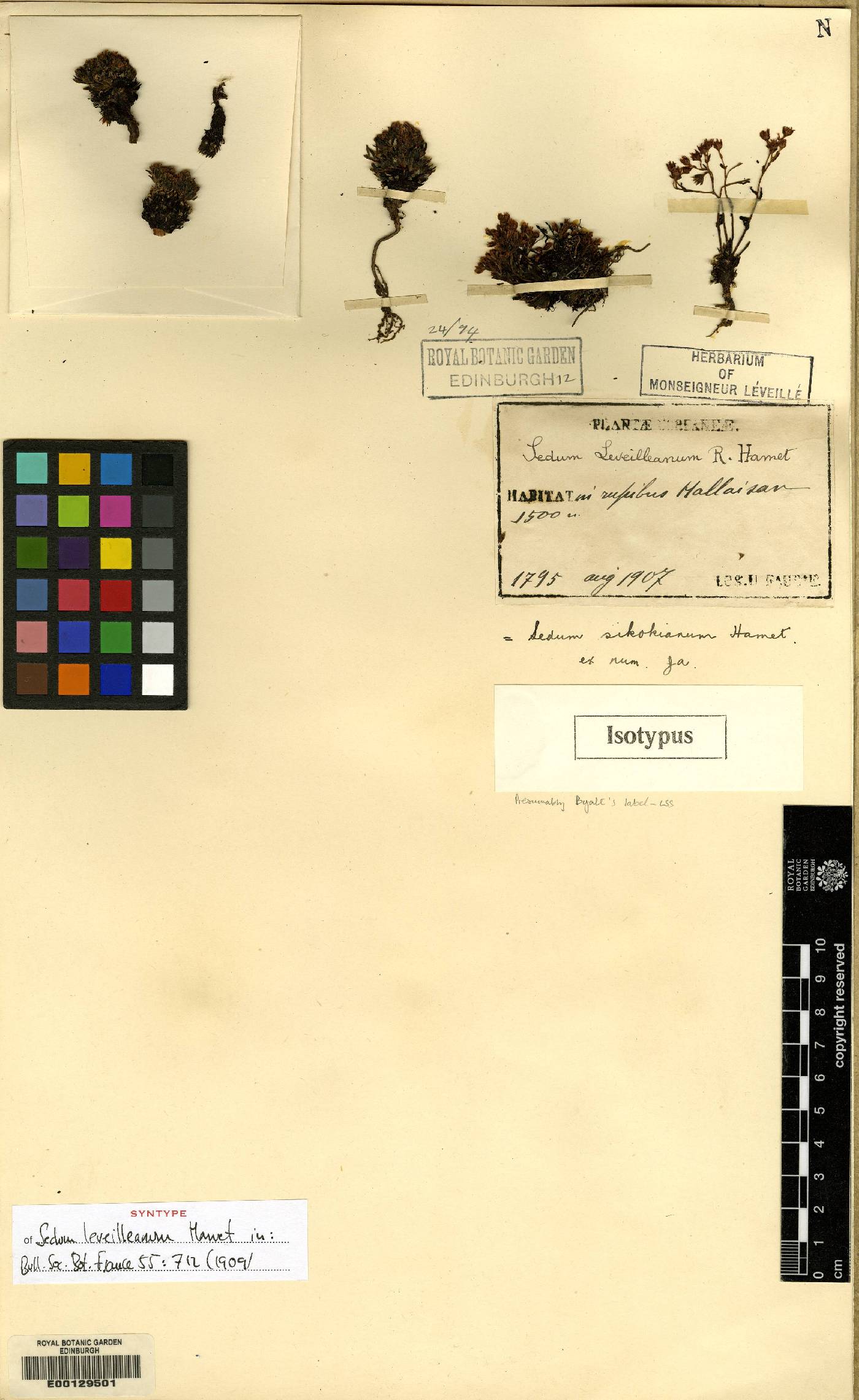 Meterostachys sikokianus image