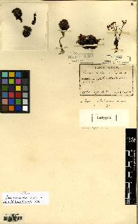 Meterostachys sikokianus image