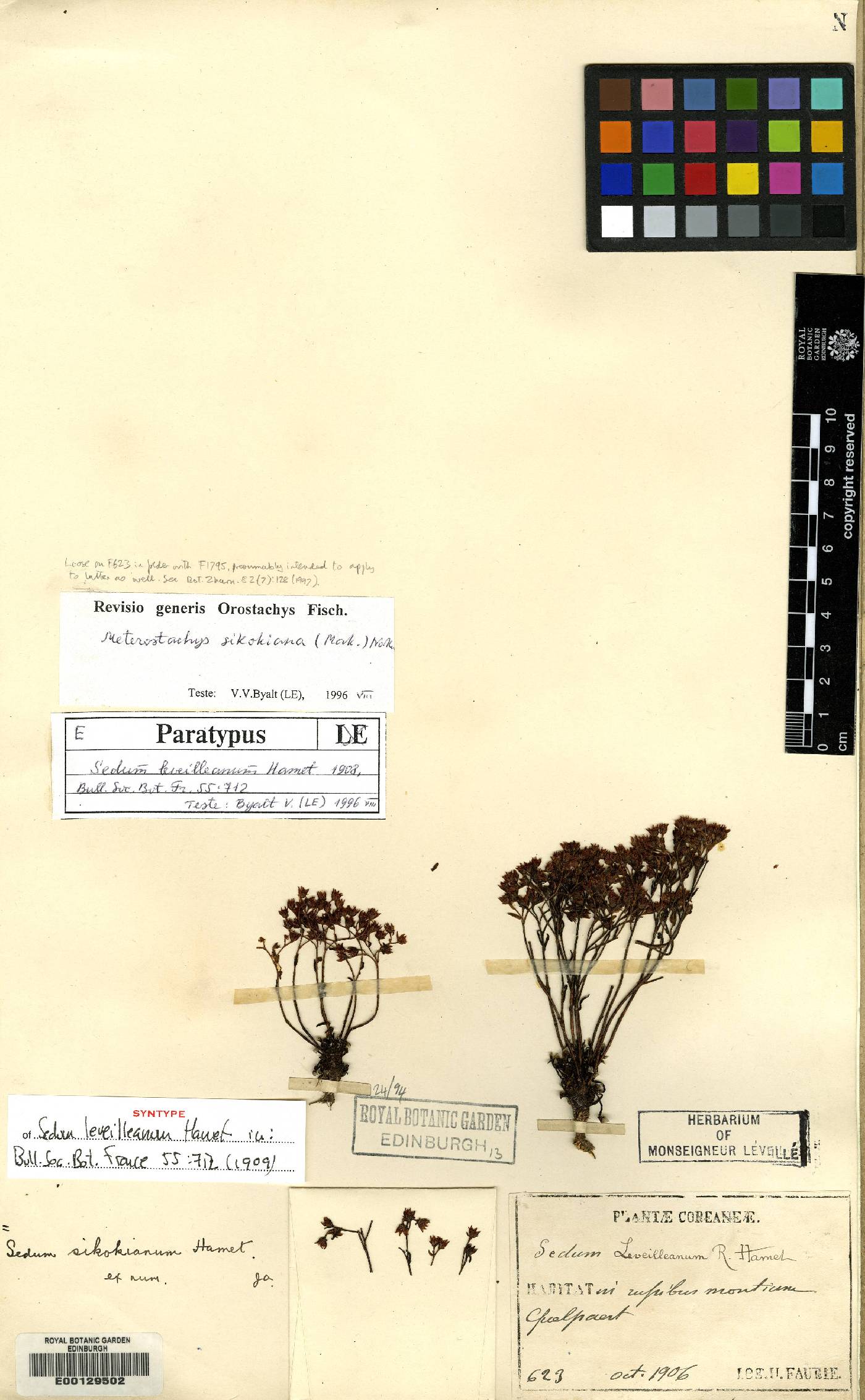 Meterostachys sikokianus image