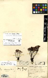 Image of Meterostachys sikokianus