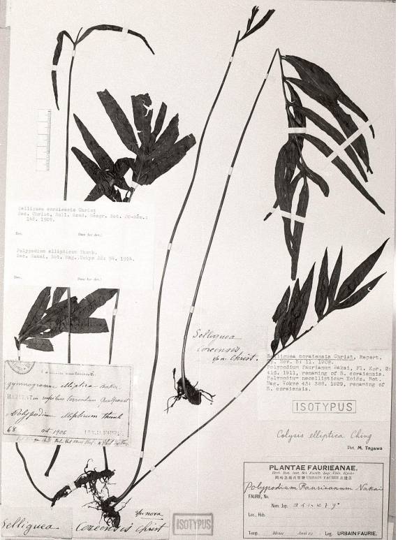 Tarlmounia elliptica image