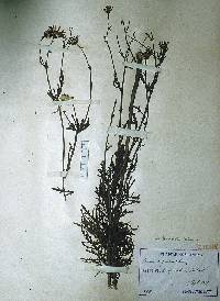 Senecio argunensis image