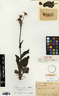 Tephroseris phaeantha image