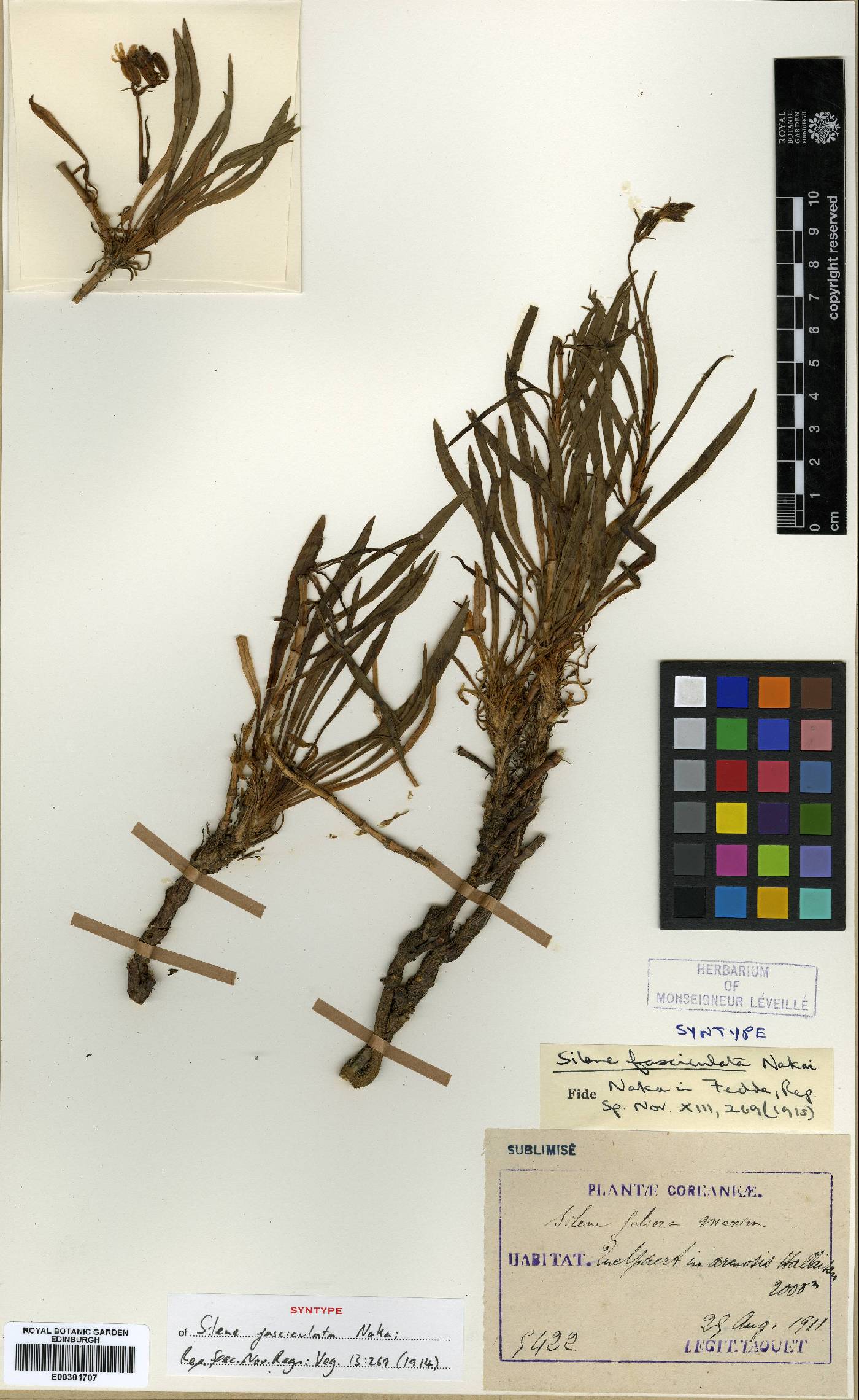 Silene jeniseensis image