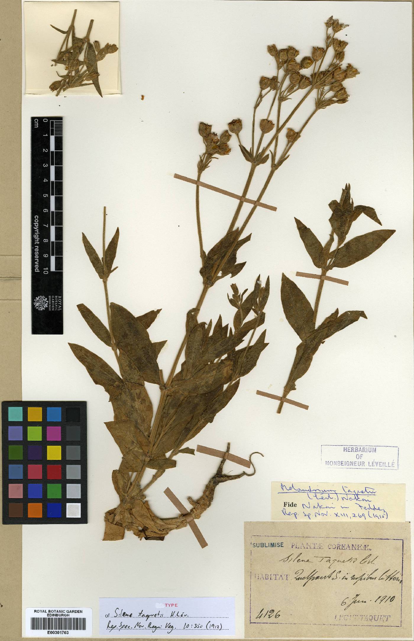 Silene aprica image
