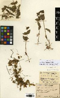 Pseudostellaria davidii image