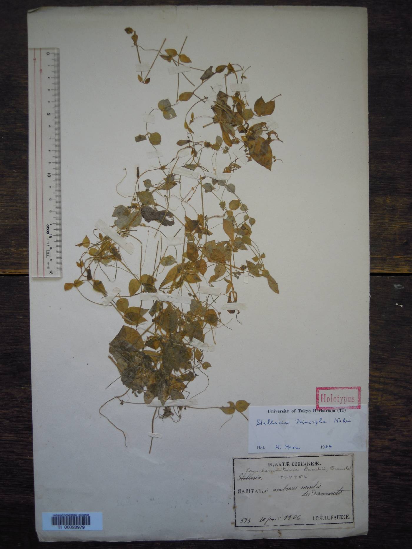 Pseudostellaria davidii image