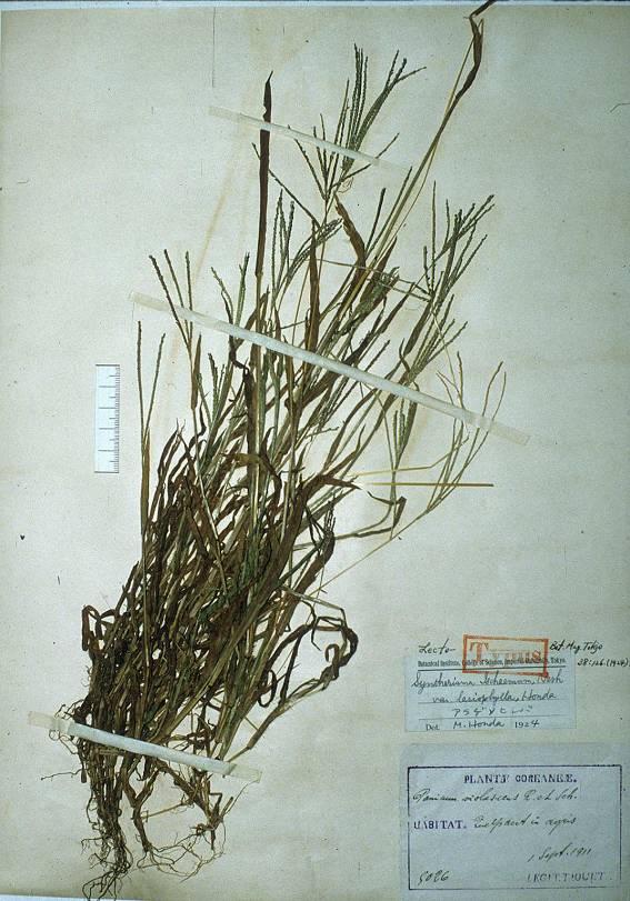 Digitaria violascens image