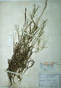 Image of Digitaria violascens