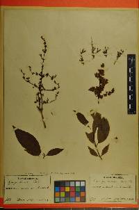 Syringa fauriei image