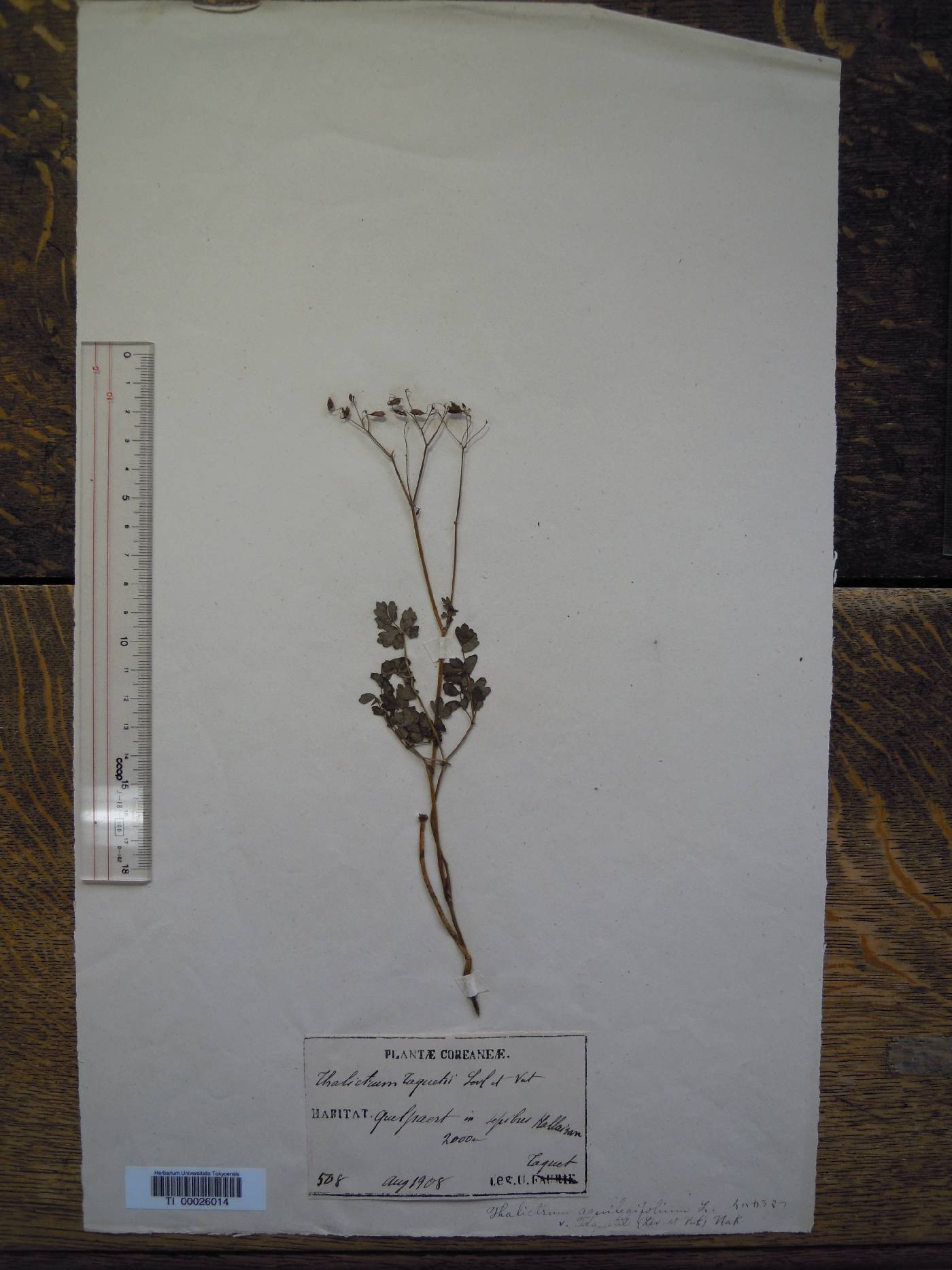Thalictrum aquilegiifolium var. sibiricum image