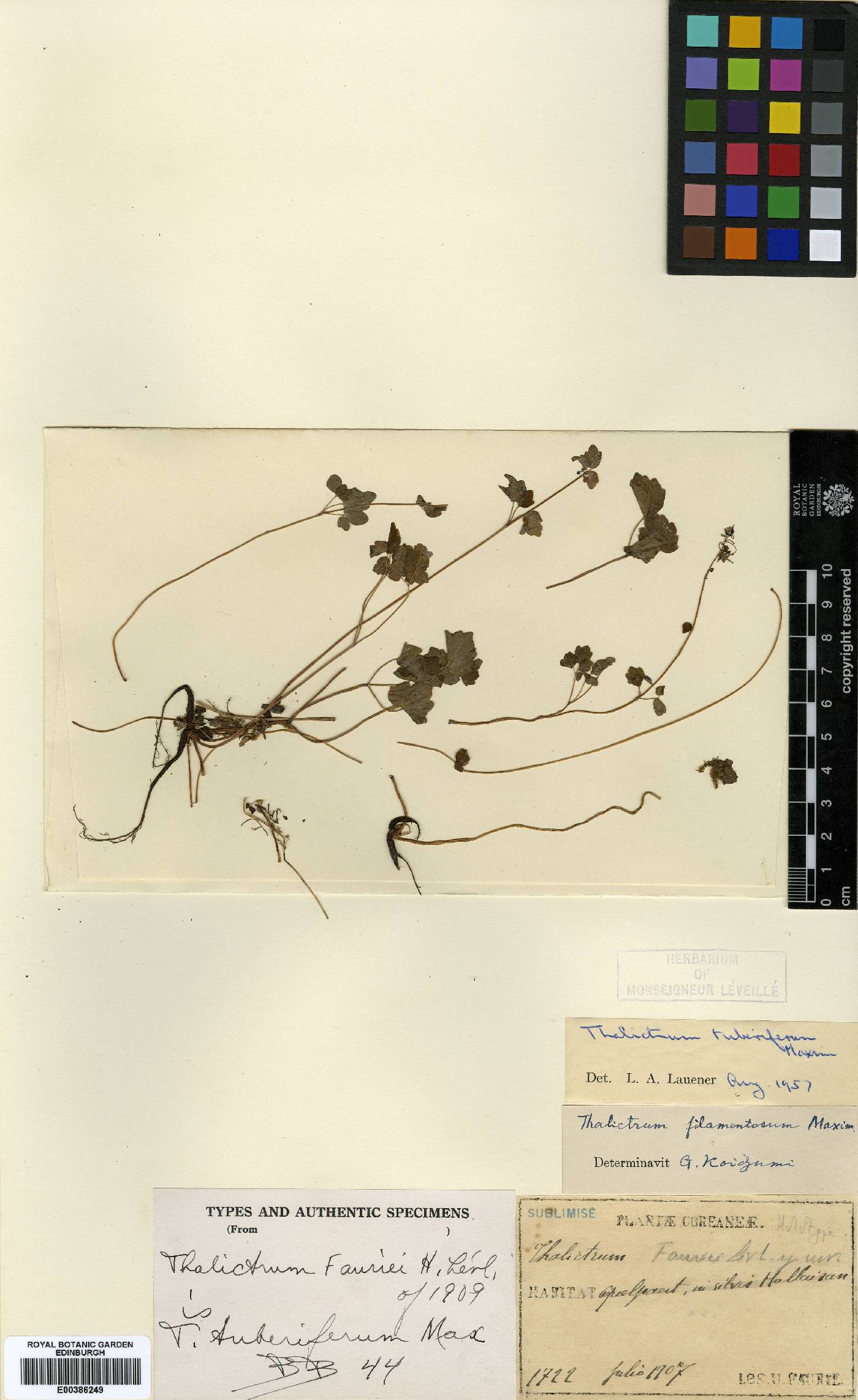 Thalictrum urbainii image