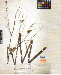 Thalictrum rochebruneanum image