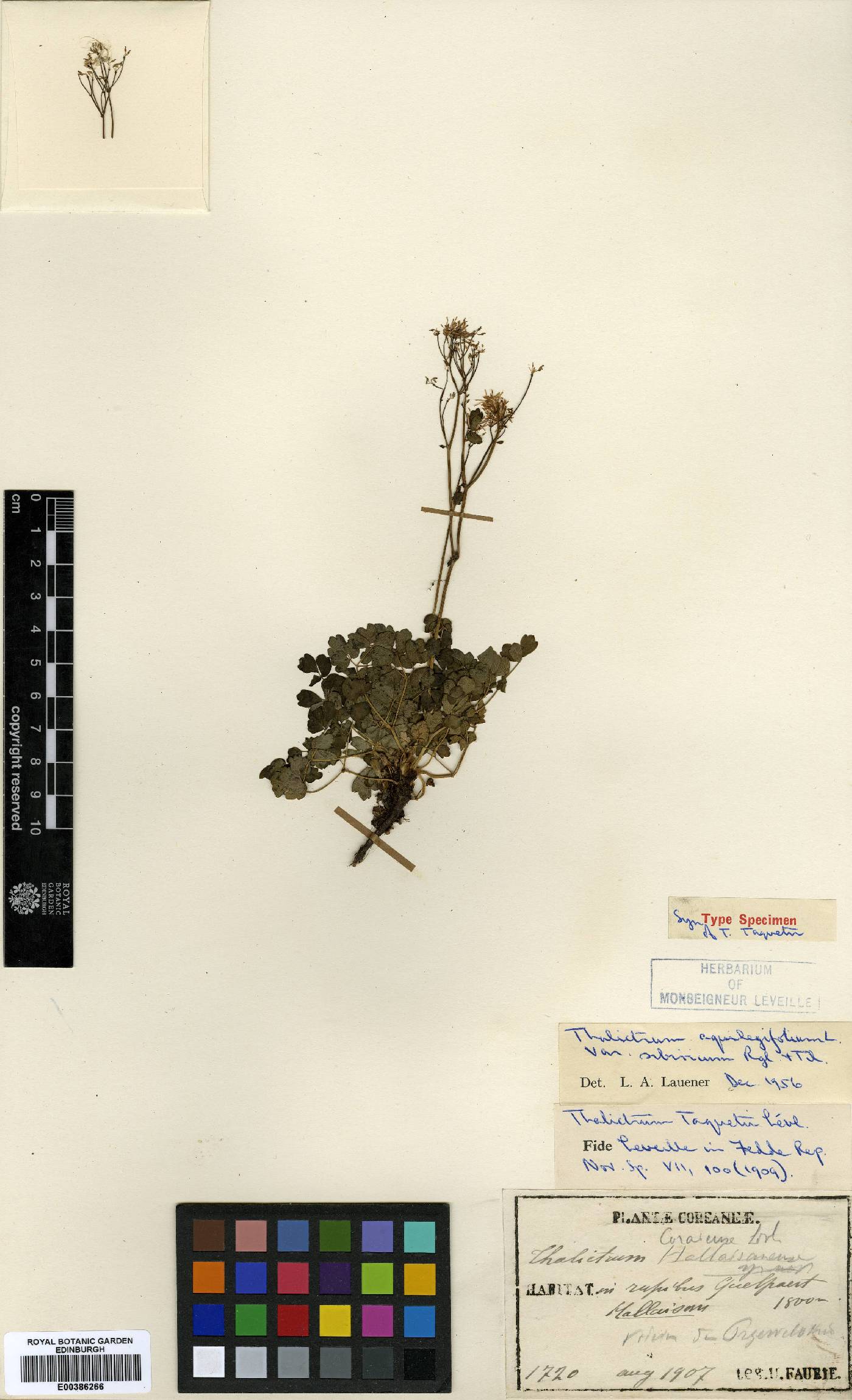 Thalictrum aquilegiifolium var. sibiricum image