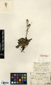 Thalictrum aquilegiifolium var. sibiricum image