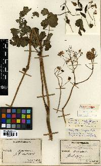 Thalictrum aquilegiifolium var. sibiricum image