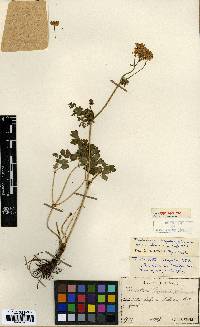 Thalictrum aquilegiifolium var. sibiricum image