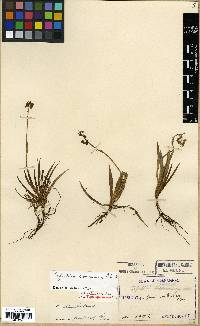 Tofieldia coccinea image