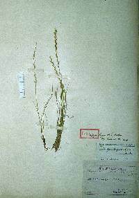 Tripogon longe-aristatus image