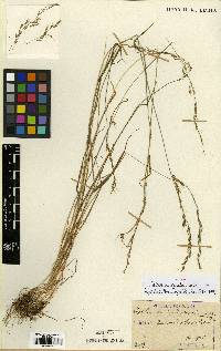 Image of Trisetum bifidum