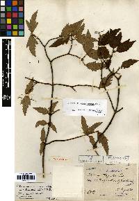 Viburnum erosum image