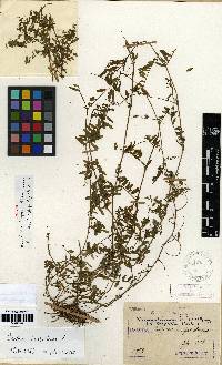 Vicia hirsuta image