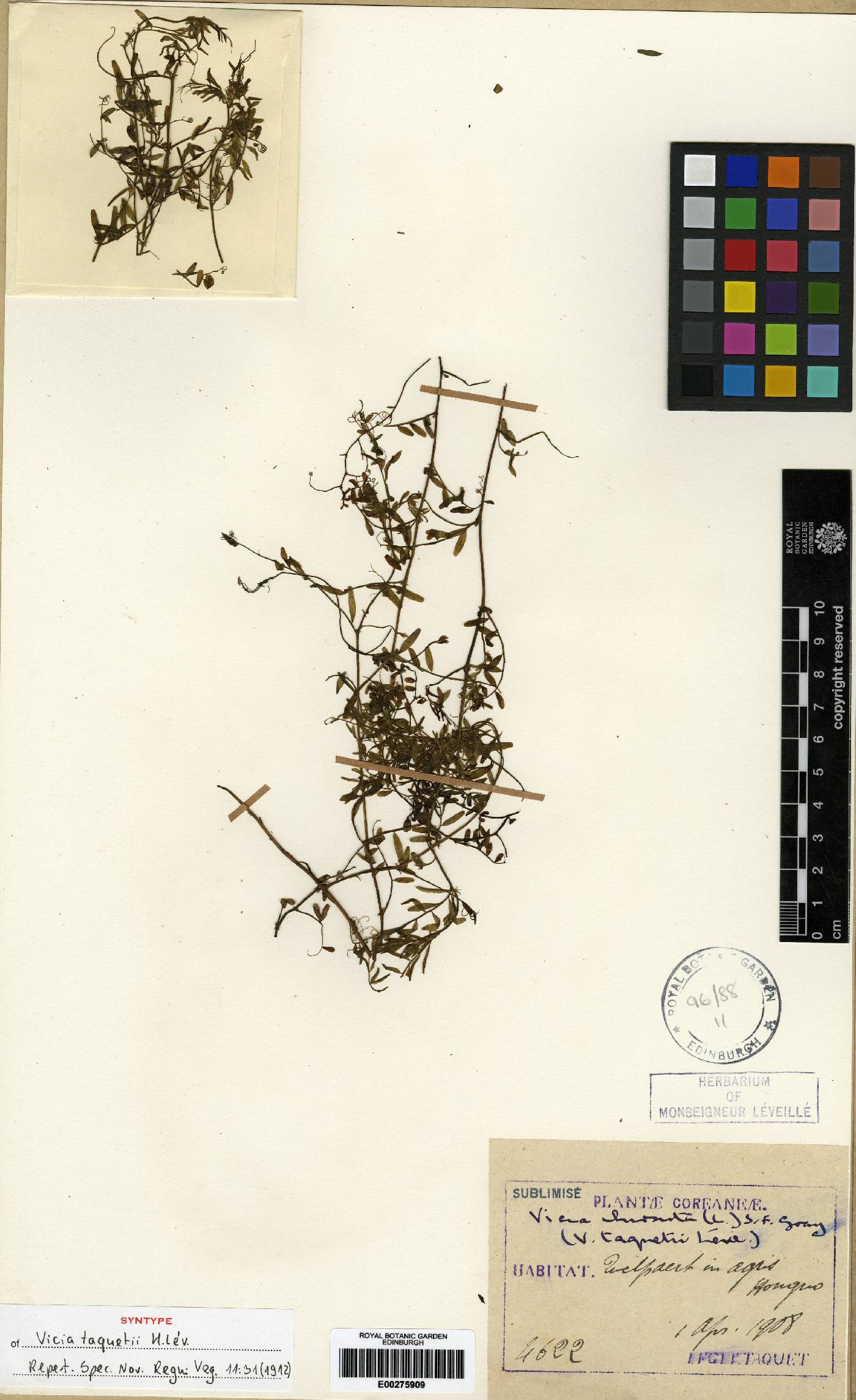 Vicia hirsuta image