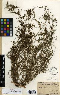 Vicia hirsuta image