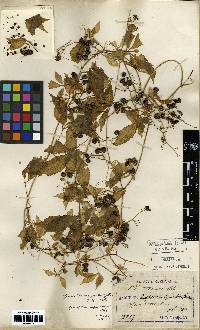 Image of Gynostemma pentaphyllum